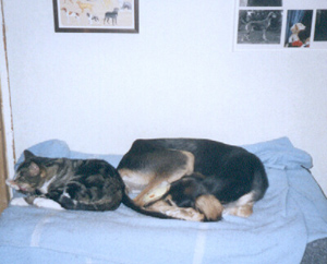 B�ASMAANII BINSHAY