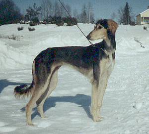 B�ASMAANII BINSHAY