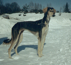 B�ASMAANII BINSHAY