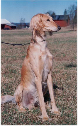 KIRMAN KASSIM
 father